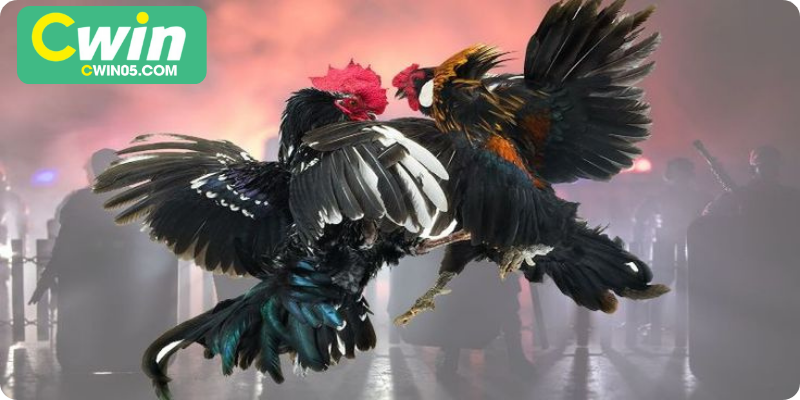 Kèo chấp cân sức