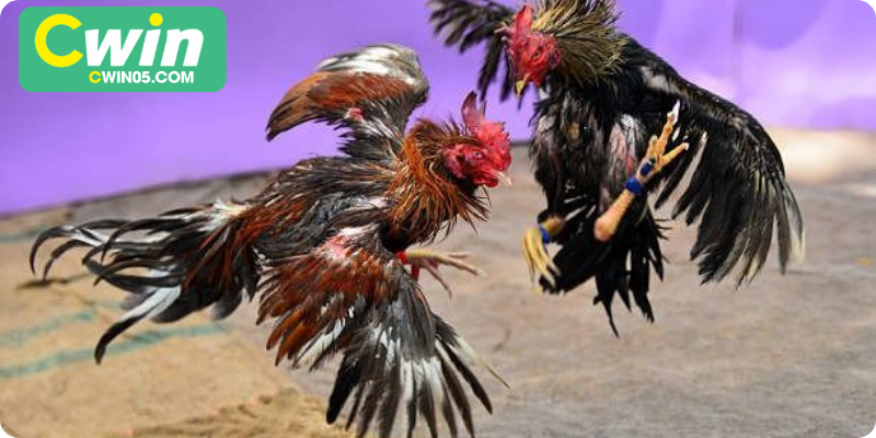 Giữ vững kỷ luật và kiên nhẫn