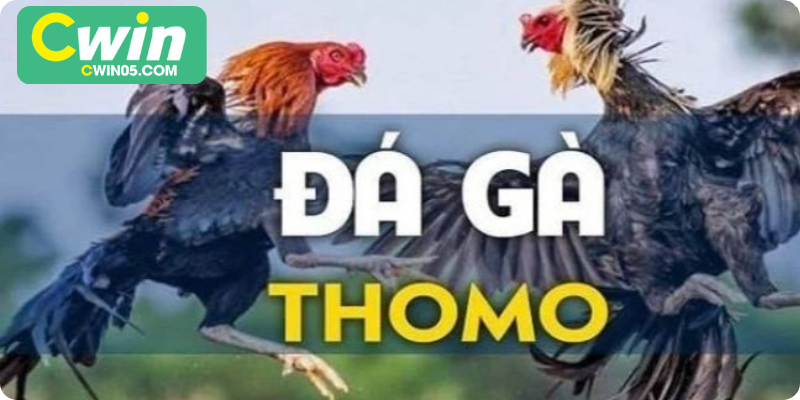 Đá Gà Thomo – Hướng Dẫn Cá Cược Hiệu Quả và An Toàn