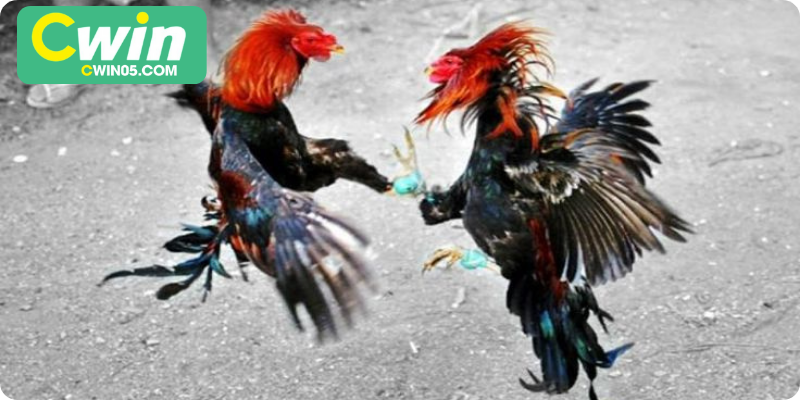 Kèo chấp cân sức