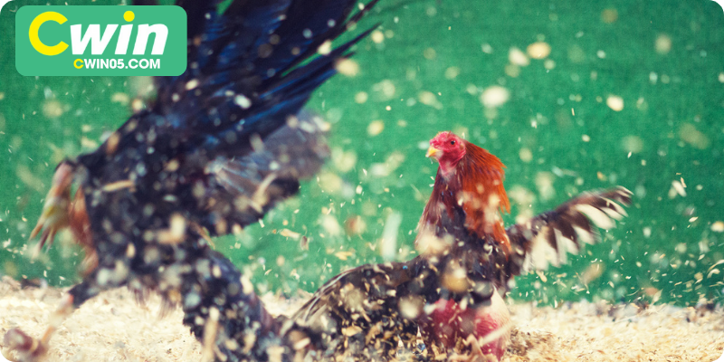 Khái niệm đá gà cựa sắt