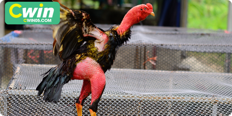 Đặc điểm cơ bản của gà nòi đá hay