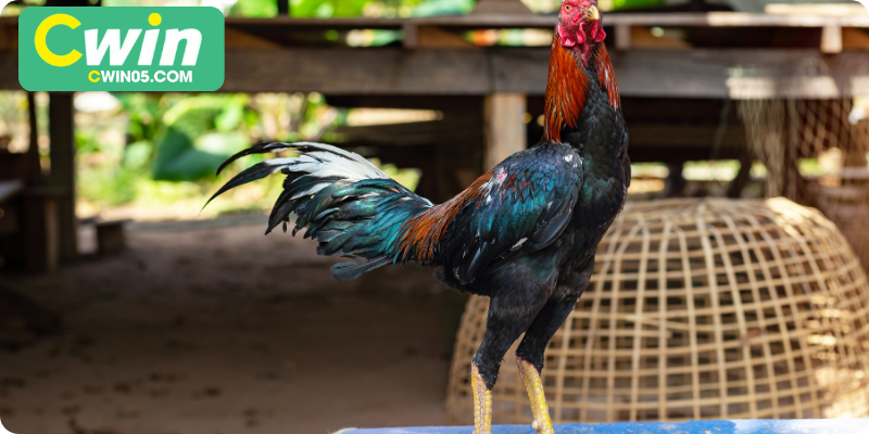 Quan sát hình thể