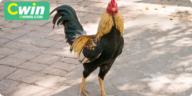 Chăm sóc sức khỏe định kỳ